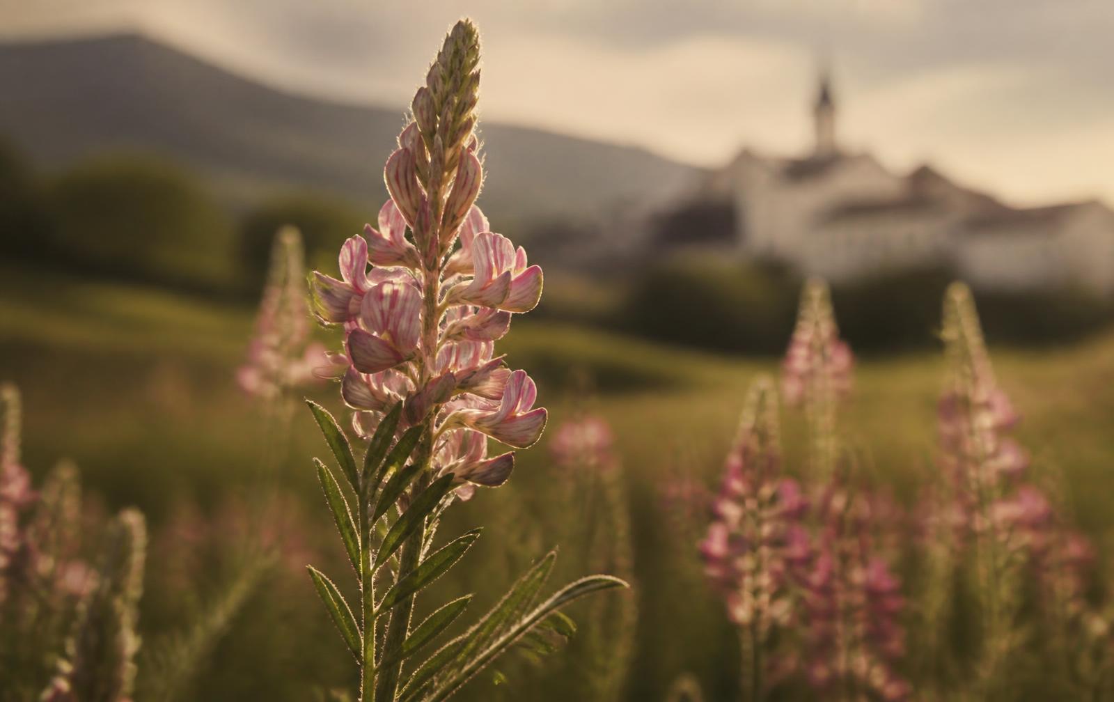 Flowering sainfoin backlit in a small European field at golden hour